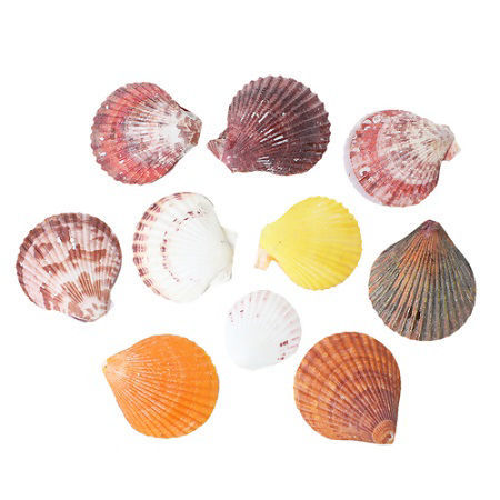 Image de la catégorie Cabochons en Coquille